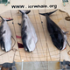 An ICR expedition from 2014. Image: EPA/Tim Watters/Sea Shepherd Australia/AAP